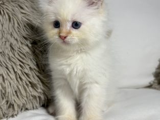 Gary, a neva kiskandúr