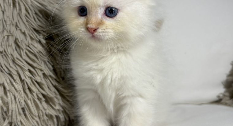 Gary, a neva kiskandúr