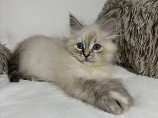 Grace, a neva kislány