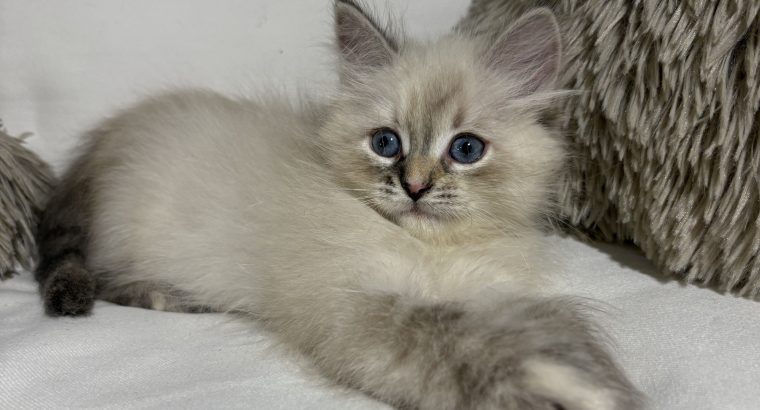 Grace, a neva kislány