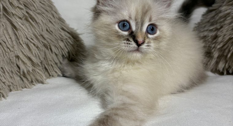 Grace, a neva kislány