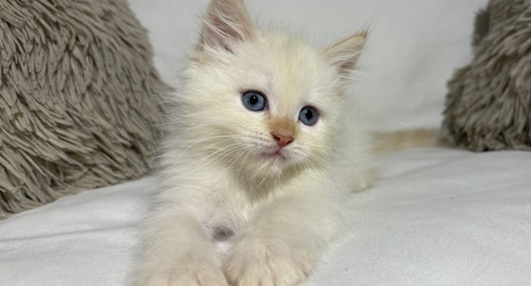 Greg, a neva kiskandúr