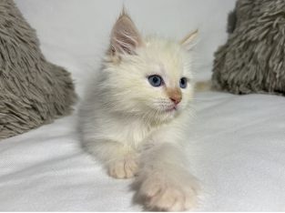 Greg, a neva kiskandúr