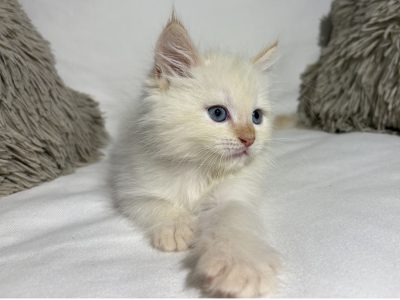 Greg, a neva kiskandúr