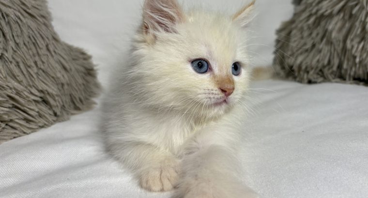 Greg, a neva kiskandúr