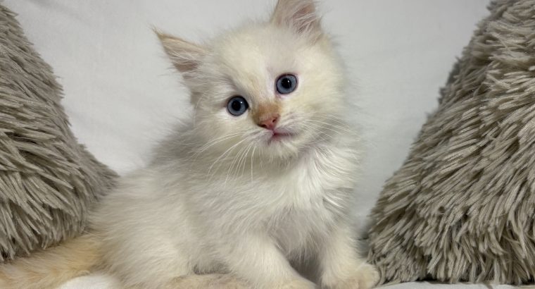 Greg, a neva kiskandúr