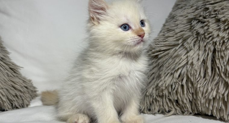 Greg, a neva kiskandúr