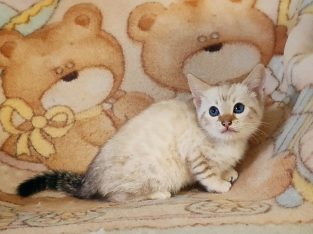 Hóbengáli kandúrka Casper gazdikere