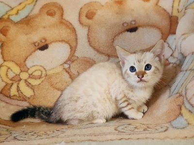 Hóbengáli kandúrka Casper gazdikere