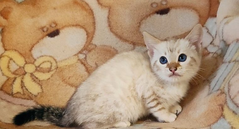 Hóbengáli kandúrka Casper gazdikere