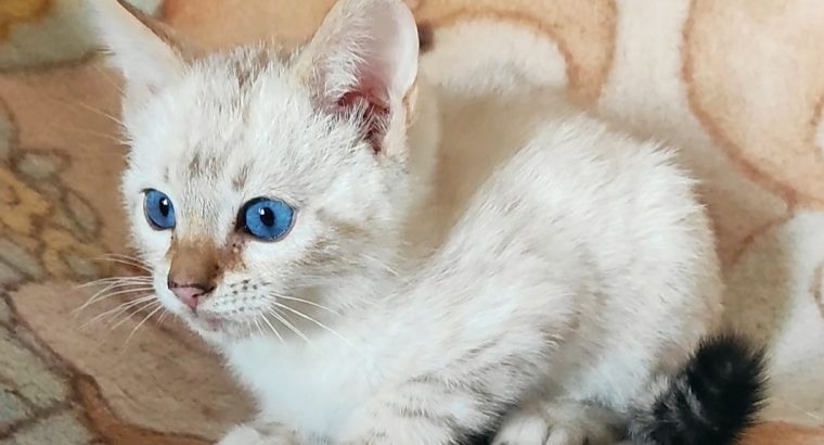 Hóbengáli kandúrka Casper