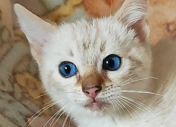 Hóbengáli kandúrka Casper