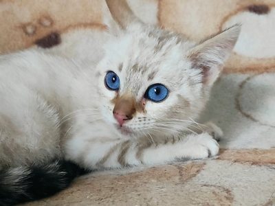 Hóbengáli kandúrka Casper