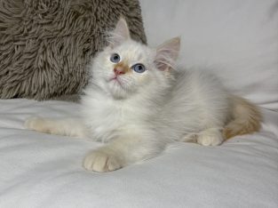 Gary, a neva kiskandúr