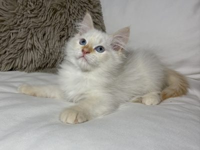 Gary, a neva kiskandúr