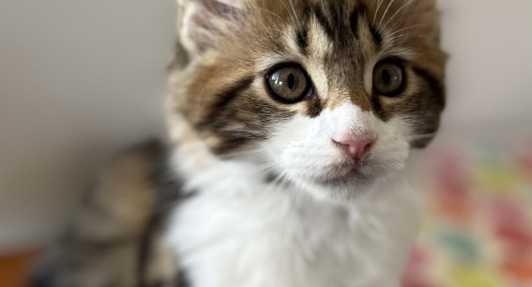 Van Gogh keresi új otthonát