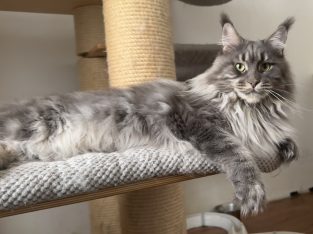 Gyönyörű Nőstény cica