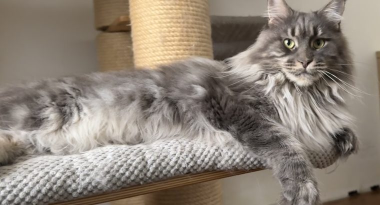 Gyönyörű Nőstény cica