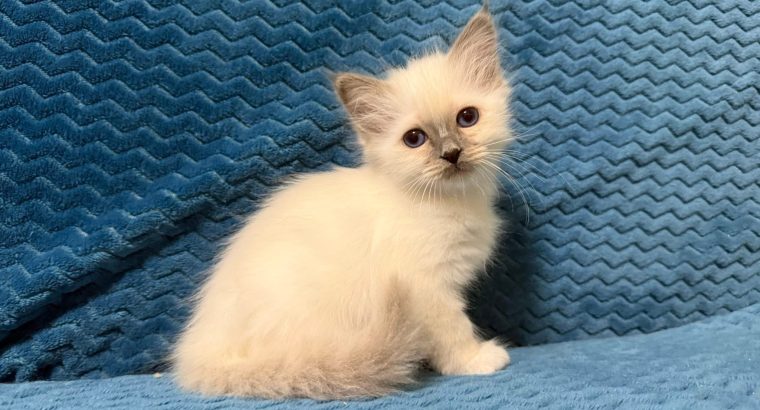 Birman nőstény – Quintana 🥰