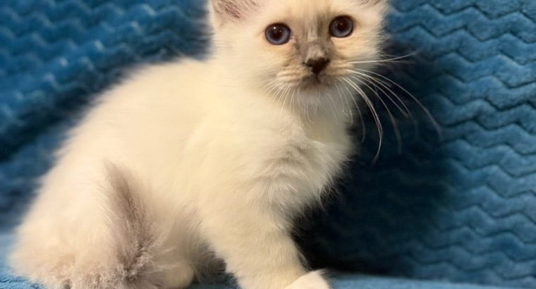 Birman nőstény – Quintana 🥰