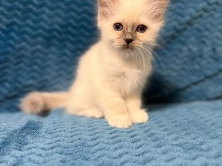 Birman nőstény – Quintana 🥰