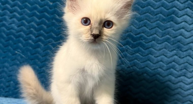 Birman kandúr – Quetzalli 🥰