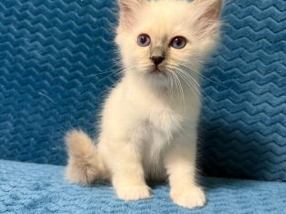 Birman kandúr – Quetzalli 🥰