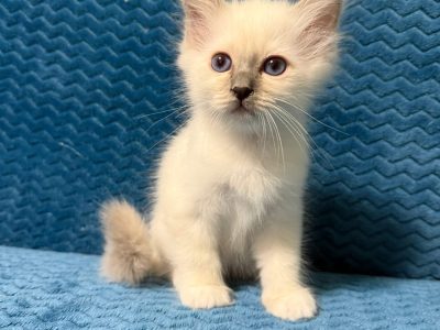 Birman kandúr – Quetzalli 🥰