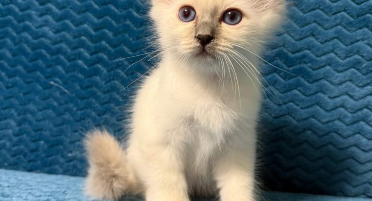 Birman kandúr – Quetzalli 🥰