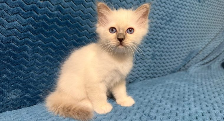 Birman kandúr – Quetzalli 🥰