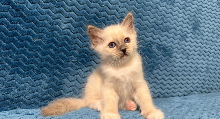 Birman kandúr Quinton 🥰