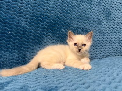 Birman kandúr Quinton 🥰