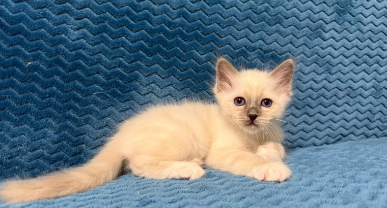 Birman kandúr Quinton 🥰