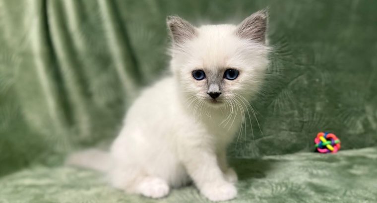 Birman nőstény – Ryker 🥰
