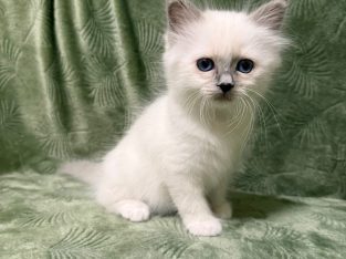 Birman nőstény – Ryker 🥰