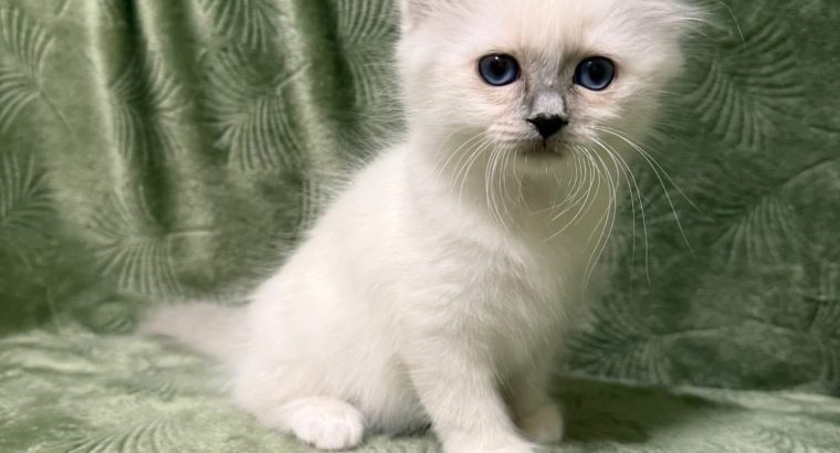 Birman nőstény – Ryker 🥰