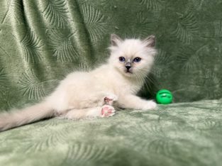 Birman nőstény – Reese 🥰