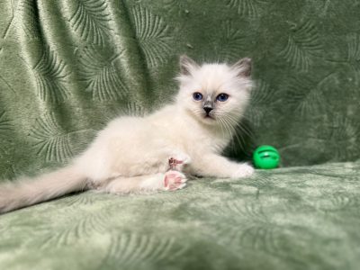 Birman nőstény – Reese 🥰