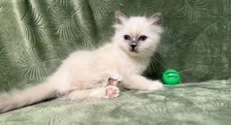 Birman nőstény – Reese 🥰