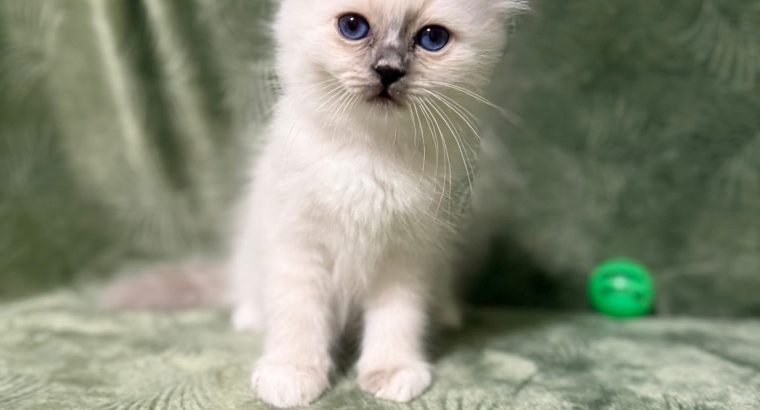 Birman nőstény – Reese 🥰