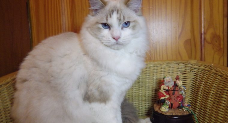 Ragdoll Boy – Kansas💖💖💖💖💖💖💖