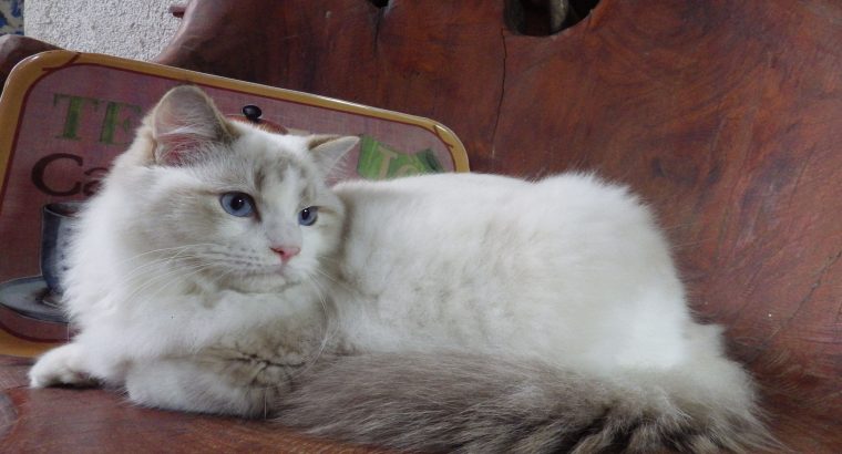 Ragdoll Boy – Kansas💖💖😍😍