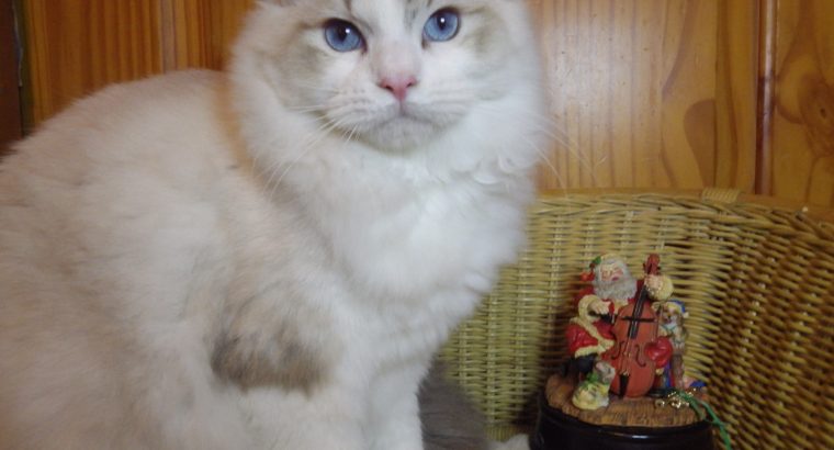 Ragdoll Boy – Kansas💖💖💖💖💖💖💖