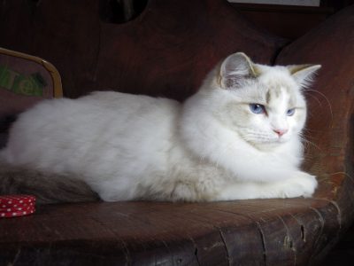 Ragdoll Boy – Kansas💖💖😍😍