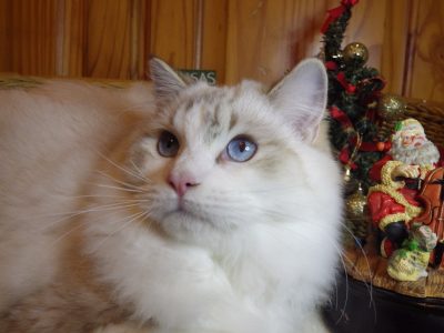 Ragdoll Boy – Kansas💖💖💖💖💖💖💖