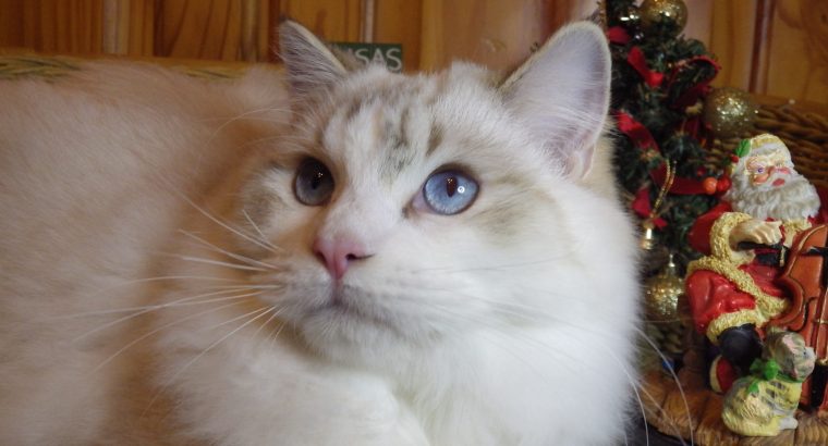 Ragdoll Boy – Kansas💖💖💖💖💖💖💖