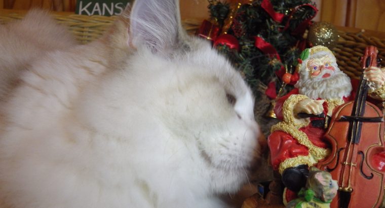 Ragdoll Boy – Kansas💖💖💖💖💖💖💖