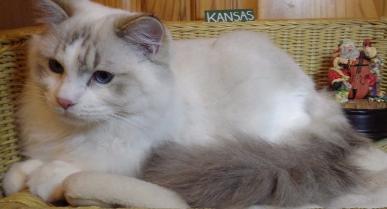 Ragdoll Boy – Kansas💖💖💖💖💖💖💖