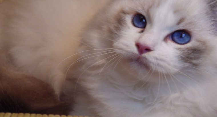 Ragdoll cica! Linzy! 💖💖😍 lány!