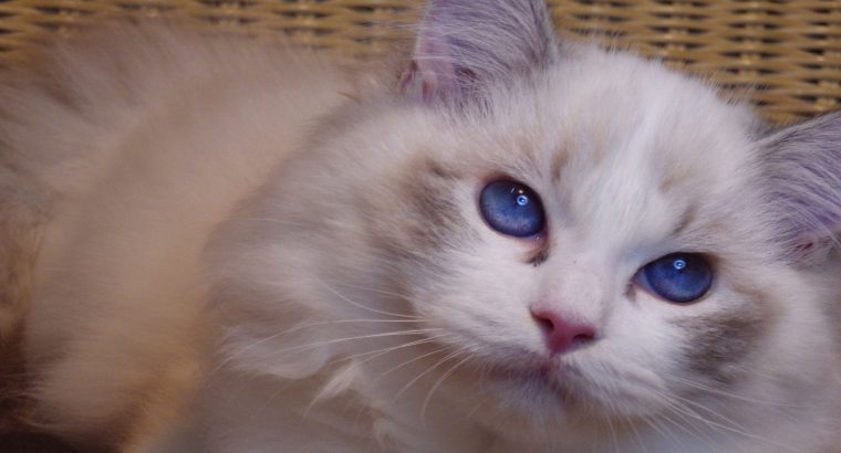 Ragdoll cica! Linzy! 💖💖😍 lány!